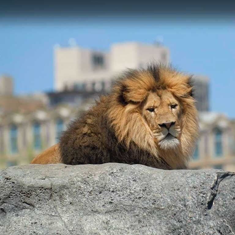 A lion resting and laying on top of a large rock