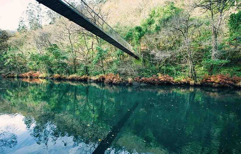 Tall bridge over greenery