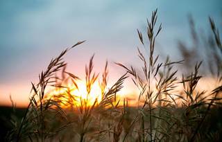 Wheat field in sunset