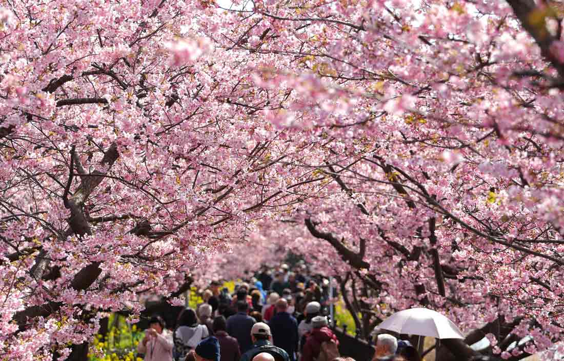 Cherry blossom trees.