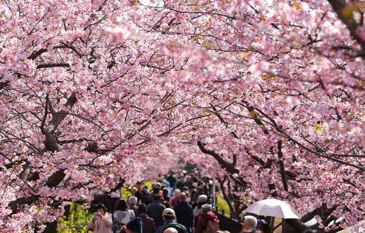 Cherry blossom trees.