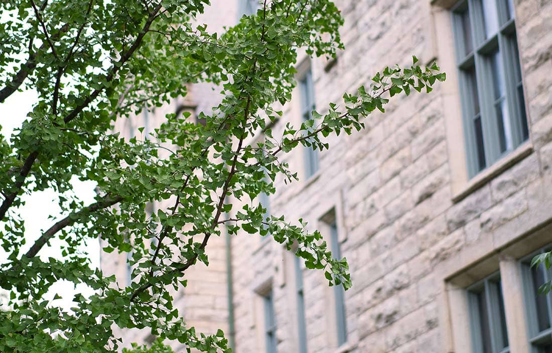 View of brick building facade through tree branches